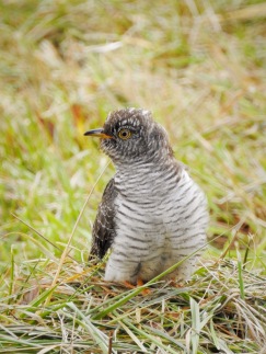 Common Cuckoo (rarity in Rhode Island)
