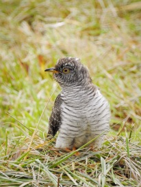 Common Cuckoo (rarity in Rhode Island)