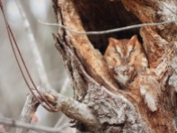 Eastern Screech Owl (red morph)