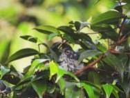 Elfin-woods Warbler